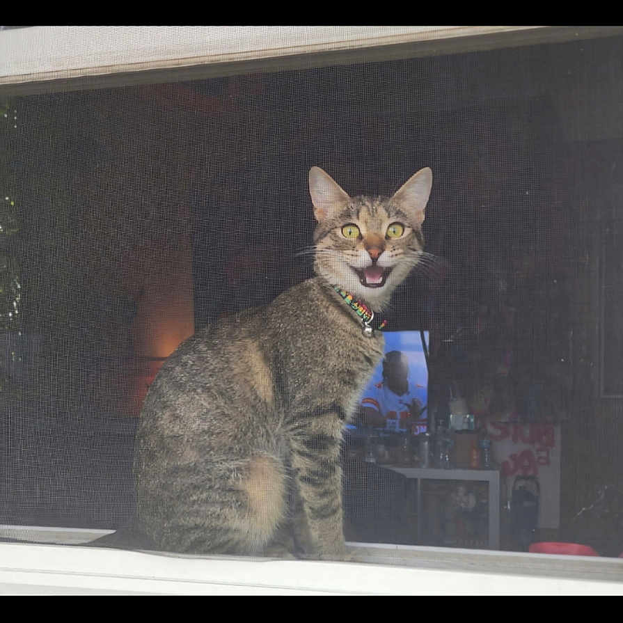 Minnie is registered to the contest to win money with this photo: animal, cat, collar, cute, domestic, feline, fur, furniture, household, indoor, mouth_open, pet, screen, sitting, surprised_expression, tabby, television, window, window_sill, yellow_eyes