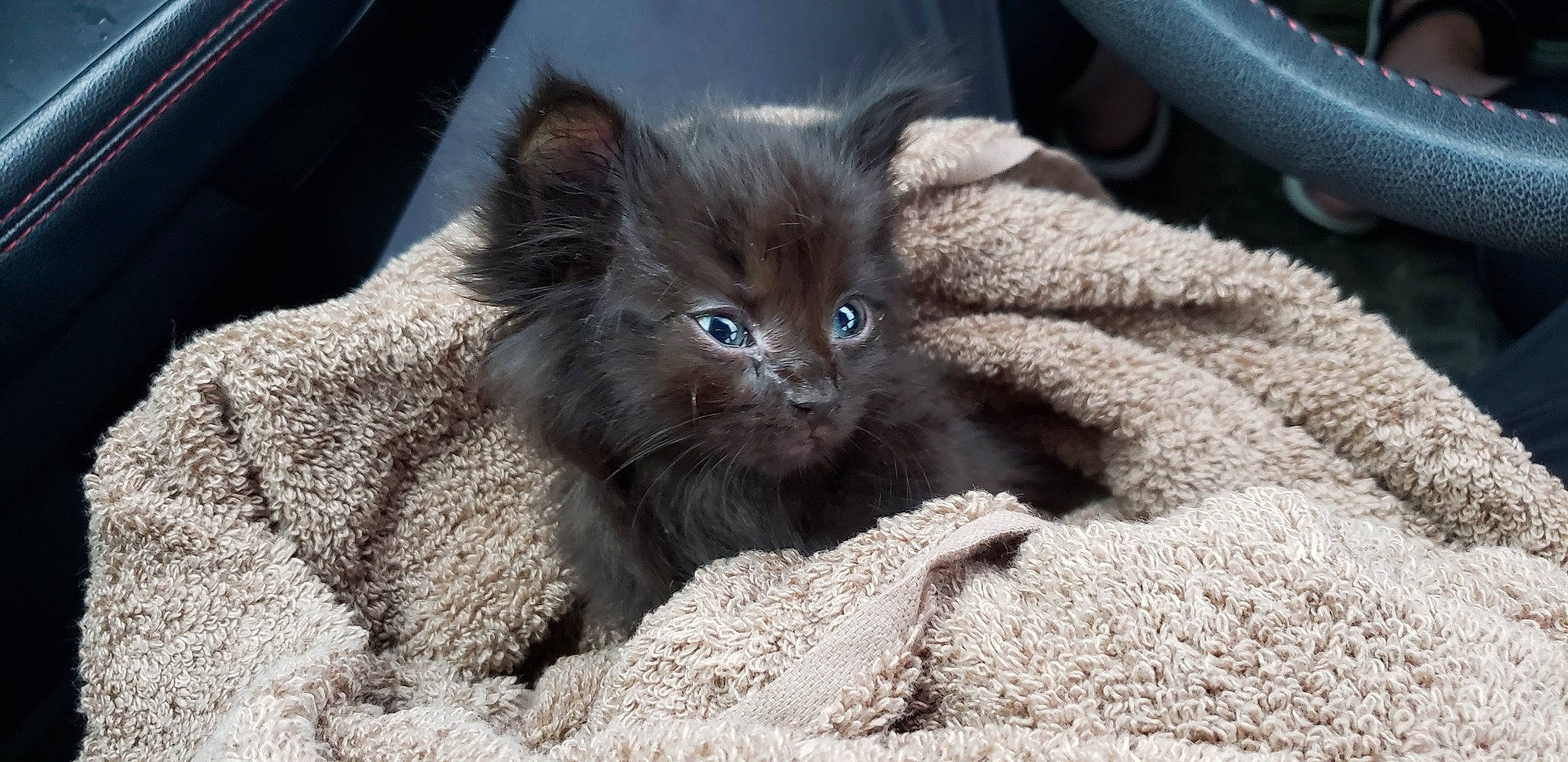 Zen joined the competition — help win amazing prizes! asian, british_longhair, british_semi_longhair, carnivore, cat, claw, domestic_short_haired_cat, fawn, felidae, fur, kitten, mammal, nebelung, small_to_medium_sized_cats, vertebrate, whiskers