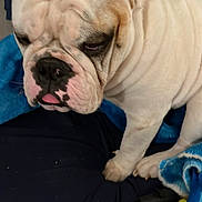 Jr. joined the competition — help win amazing prizes! bulldog, dog, white_dog, wrinkles, pet, indoor, blanket, blue_blanket, bed, furniture, paw, tongue, closeup, face, expression, resting, domestic_animal, canine, sleepy, tool