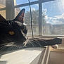 Pawpaw joined the competition — help win amazing prizes! cat, black_cat, white_paw, window, sunlight, whiskers, relaxing, pets, animal, indoor, golden_eyes, feline, stretching, windowsill, shadow, daylight, closeup, domestic_cat, resting, house