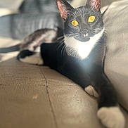 Pawpaw joined the competition — help win amazing prizes! cat, black_and_white, tuxedo_cat, yellow_eyes, relaxed, indoor, couch, furniture, pet, animal, whiskers, sunlight, closeup, portrait, paw, fur, domestic_cat, leisure, resting, soft_light