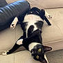 Pawpaw is registered to the contest to win money with this photo: cat, tuxedo_cat, pet, animal, indoor, couch, beige, playful, upside_down, paw_pads, fur, whiskers, yellow_eyes, relaxed, feline, cute, domestic_cat, looking, resting, home