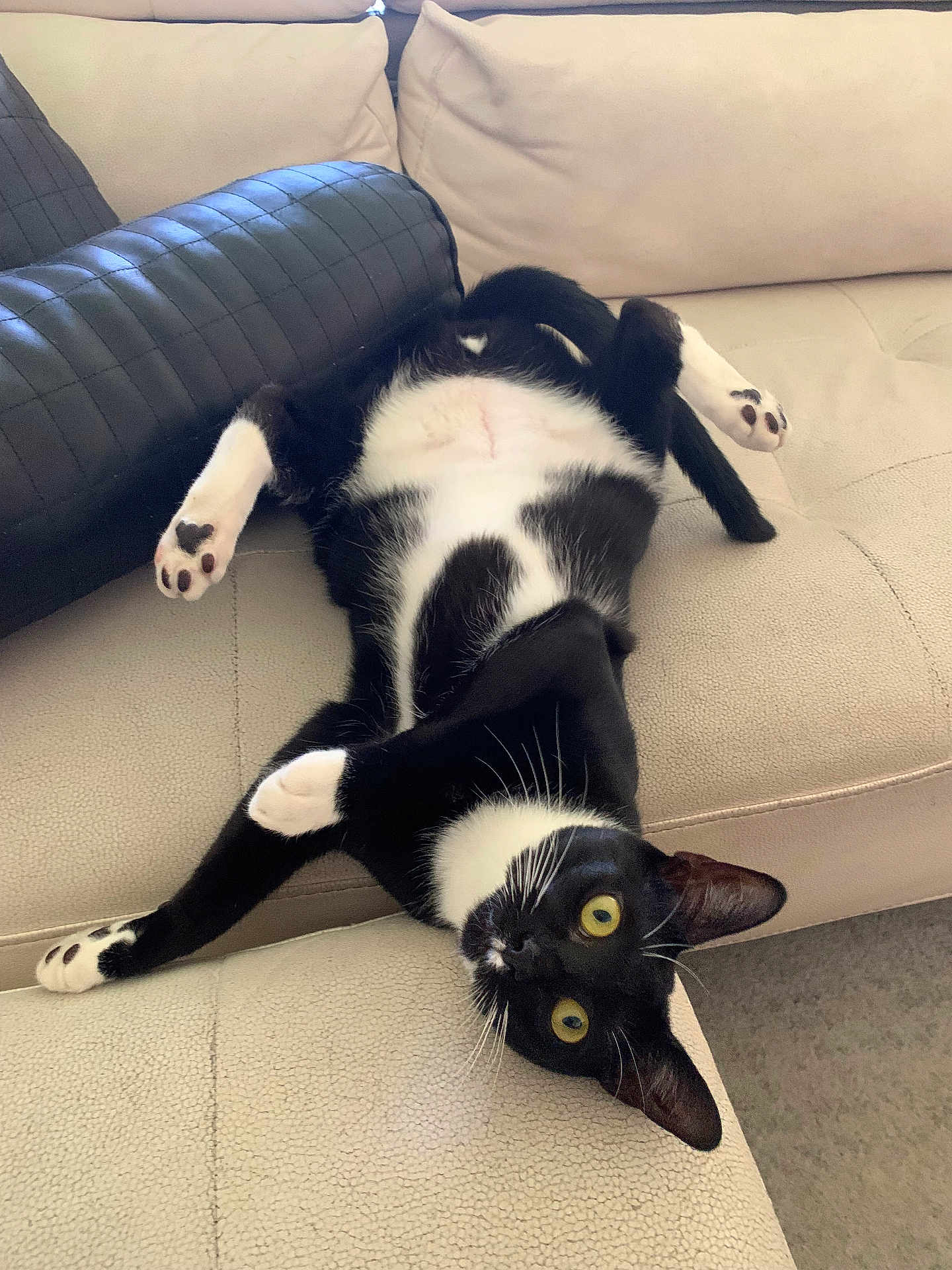 Pawpaw is registered to the contest to win money with this photo: cat, tuxedo_cat, pet, animal, indoor, couch, beige, playful, upside_down, paw_pads, fur, whiskers, yellow_eyes, relaxed, feline, cute, domestic_cat, looking, resting, home