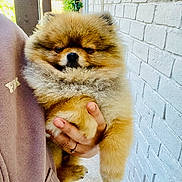 Grizzly is registered to the contest to win money with this photo: dog, puppy, pomeranian, fluffy, fur, pet, animal, cute, sleepy, hand, person, sweater, mauve, brick_wall, outdoor, patio, portrait, small_dog, adorable, holding