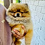 dog, puppy, pomeranian, fluffy, fur, pet, animal, cute, sleepy, hand, person, sweater, mauve, brick_wall, outdoor, patio, portrait, small_dog, adorable, holding