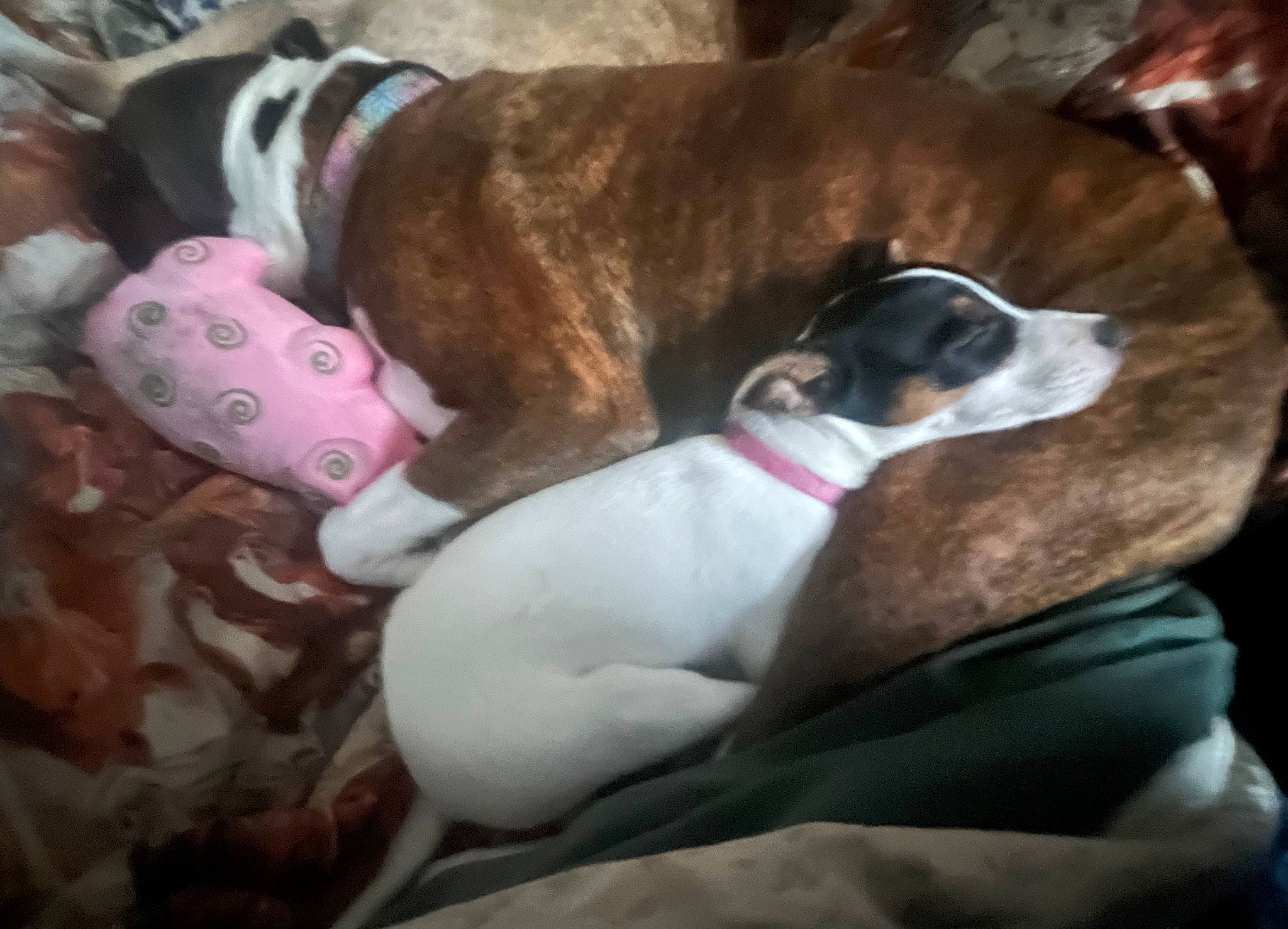 Shiwi joined the competition — help win amazing prizes! canidae, carnivore, collar, comfort, companion_dog, dog, dog_breed, dog_collar, dog_supply, fawn, linens, nap, pet_supply, rampur_greyhound, sighthound, snout, sporting_group, toy_dog, whiskers, working_animal