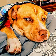 Babygirl joined the competition — help win amazing prizes! dog, dog_face, paw, blanket, blue_eye, brown_eye, heterochromia, nose, whiskers, close_up, pet, portrait, bedding, bed, cozy, indoor, patterned_sheet, fabric, relaxed, side_eye