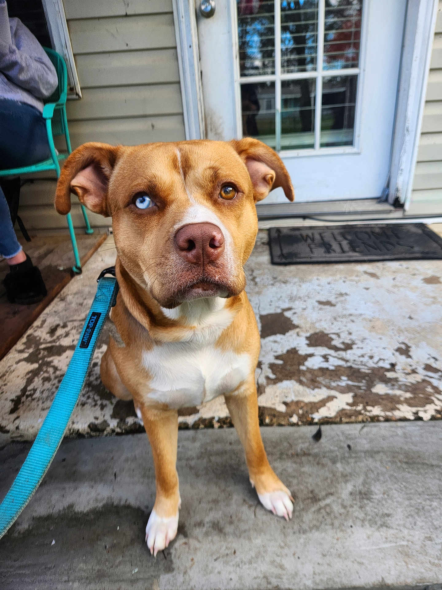 Babygirl joined the competition — help win amazing prizes! dog, pet, heterochromia, blue_eye, brown_eye, leash, collar, porch, welcome_mat, front_door, siding, concrete, chair, person_leg, sitting, portrait, closeup, attentive, paws, muzzle