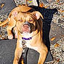 Babygirl is registered to the contest to win money with this photo: dog, pitbull, pet, outdoor, sunlight, collar, leash, gravel, pavement, leaves, shadow, portrait, brown_coat, face, nose, ears, relaxed, lying_down, front_legs, close_up