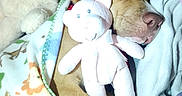 Babygirl is registered to the contest to win money with this photo: bedtime, blanket, closed_eyes, comfort, cozy, cute, dog, fabric, fur, nap, nose, paw, pillow, plush_toy, puppy, resting, sleeping, snuggling, stuffed_animal, teddy_bear