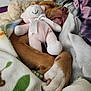 Babygirl joined the competition — help win amazing prizes! dog, sleeping_dog, plush_toy, stuffed_animal, blanket, paw, nose, cozy, nap, pet, indoor, close_up, soft_toy, ribbon, pink, bedding, sleeping, cuddle, paws, muzzle