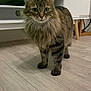 cat, tabby, fluffy, indoor, floor, furniture, television, wooden_floor, pet, animal, curious, alert, living_room, domestic_animal, mammal, whiskers, ears, eyes, four_legs, tail