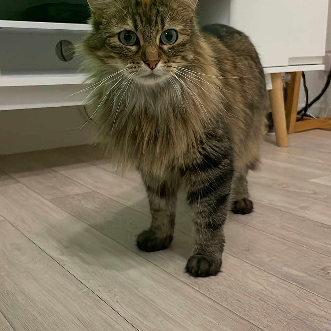 Nala a rejoint le concours — aidez-le/la à gagner de superbes lots ! alert, animal, cat, curious, domestic_animal, ears, eyes, floor, fluffy, four_legs, furniture, indoor, living_room, mammal, pet, tabby, tail, television, whiskers, wooden_floor