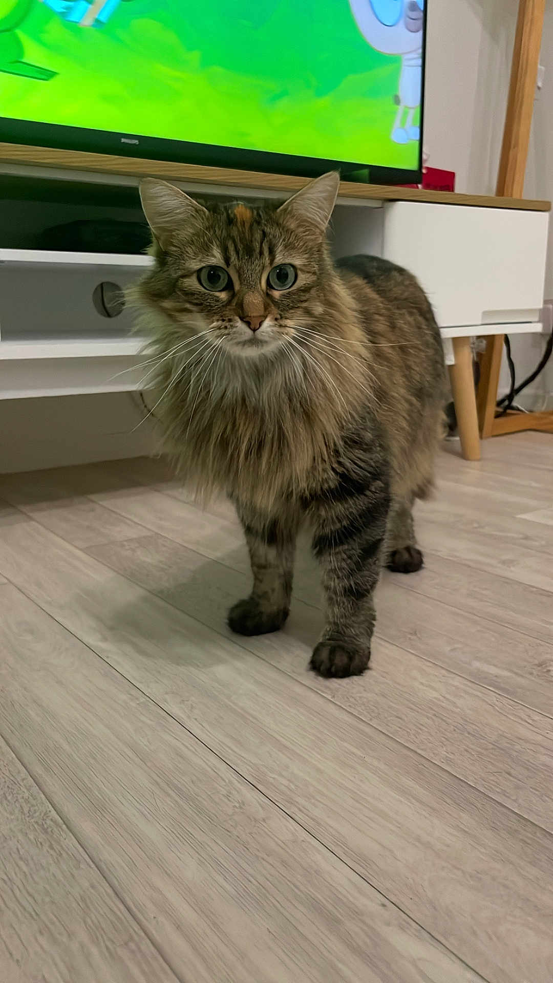 Nala a rejoint le concours — aidez-le/la à gagner de superbes lots ! cat, tabby, fluffy, indoor, floor, furniture, television, wooden_floor, pet, animal, curious, alert, living_room, domestic_animal, mammal, whiskers, ears, eyes, four_legs, tail