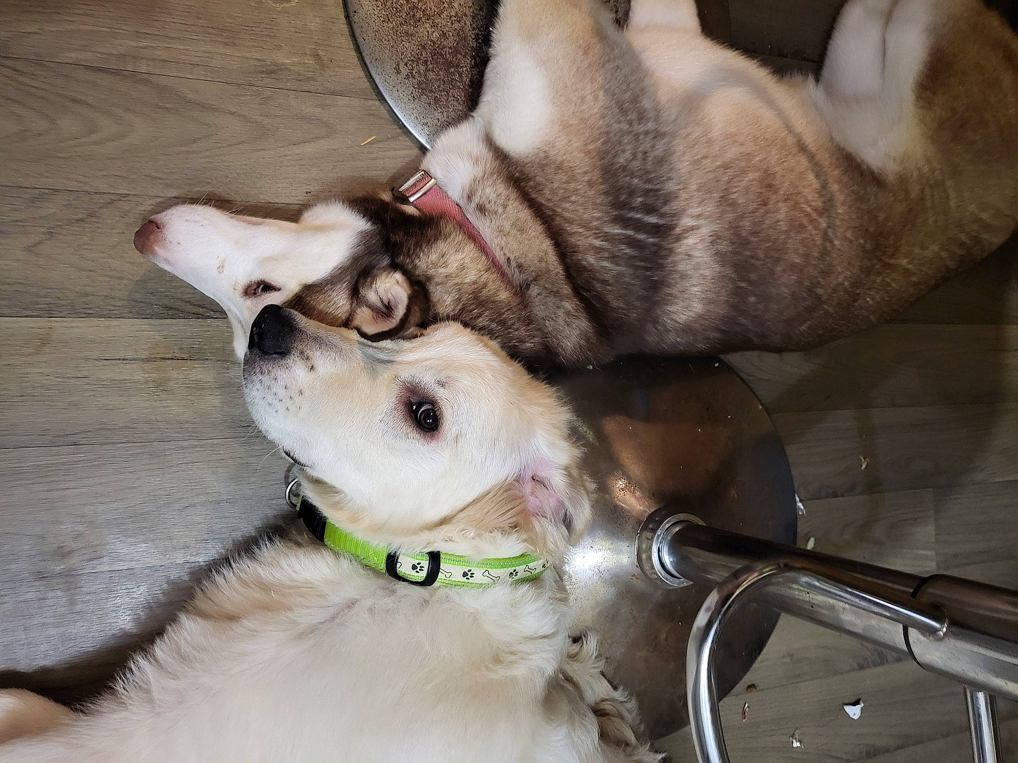 Shanell participe au concours pour gagner de l'argent avec cette photo : canidae, carnivore, collar, comfort, companion_dog, dog, dog_breed, dog_collar, ear, eyewear, fawn, fur, jaw, leash, pet_supply, snout, sporting_group, vision_care, whiskers, working_animal