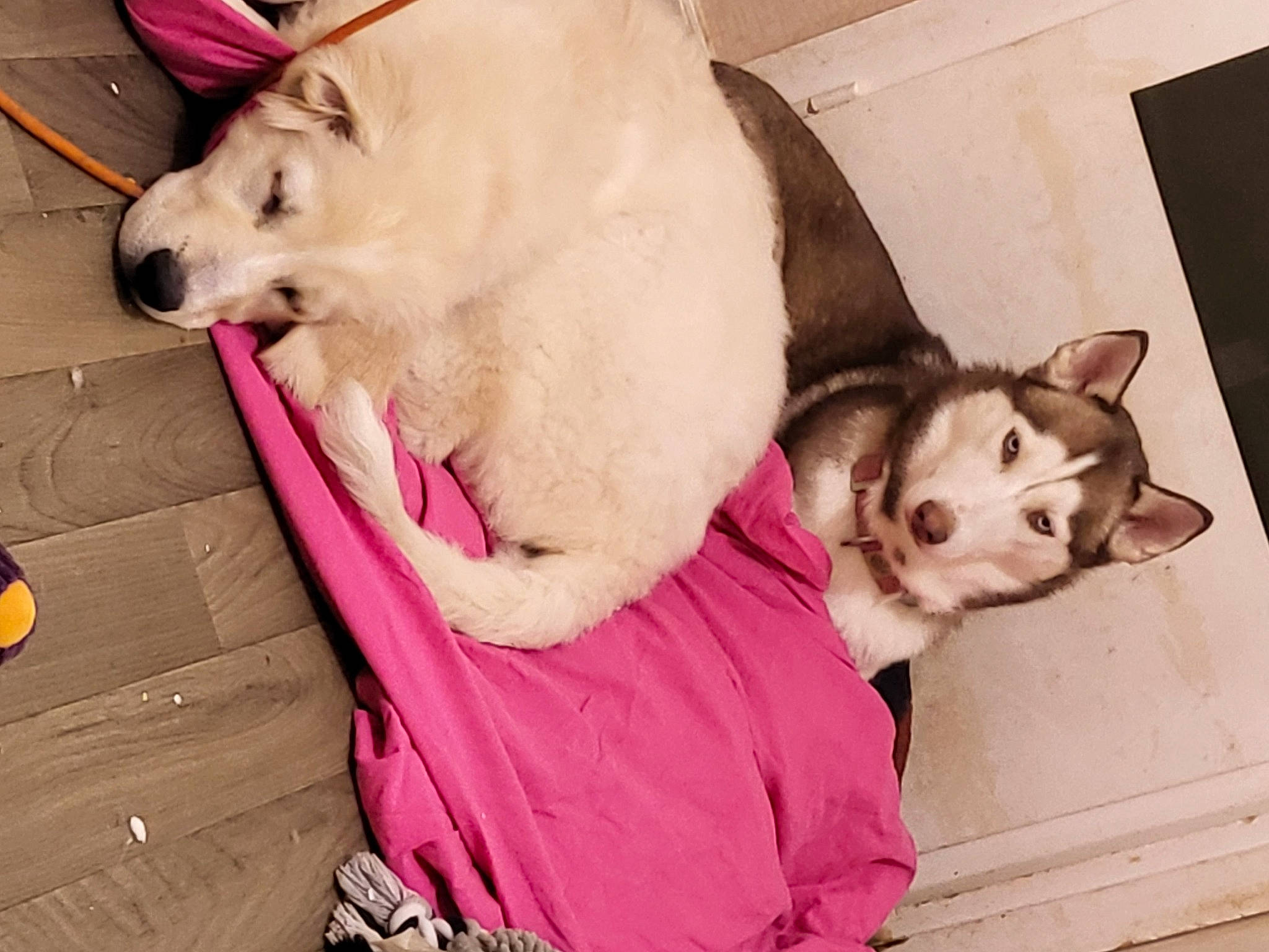 Shanell a rejoint le concours — aidez-le/la à gagner de superbes lots ! canidae, carnivore, collar, comfort, companion_dog, dog, dog_breed, dog_collar, dog_supply, ear, fang, fawn, fur, happy, jaw, paw, pet_supply, snout, sporting_group, working_animal