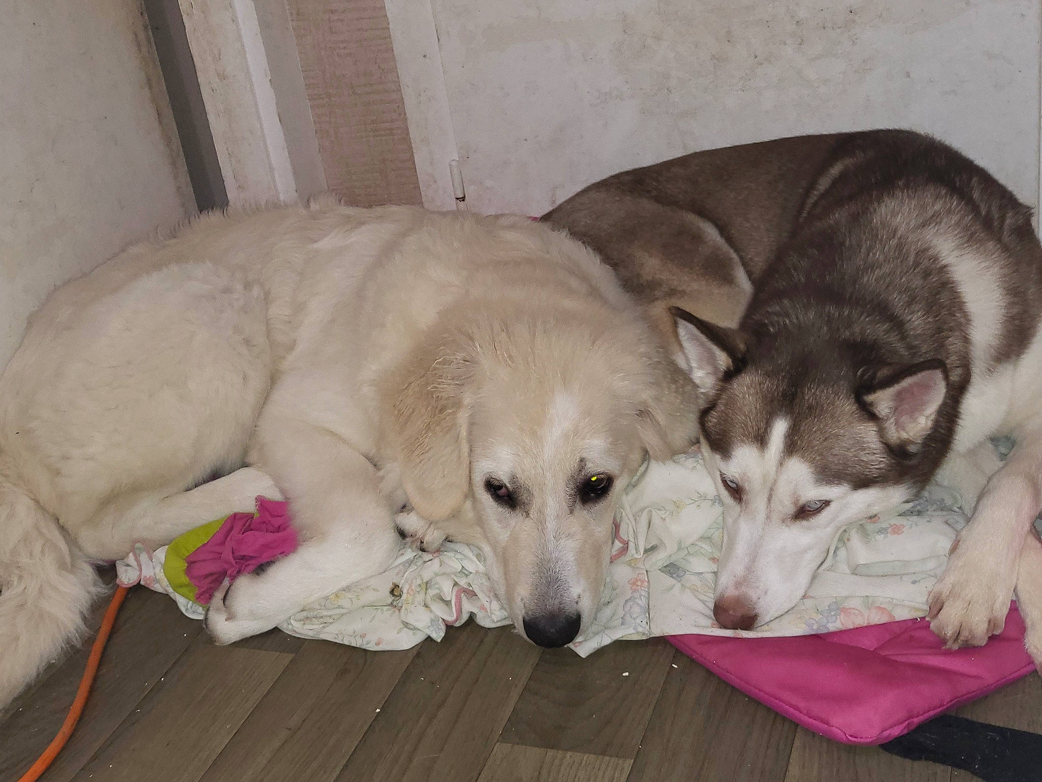 Shanell participe au concours pour gagner de l'argent avec cette photo : canidae, carnivore, comfort, companion_dog, couch, dog, dog_breed, dog_supply, fawn, flooring, fur, guard_dog, nap, paw, puppy, snout, sporting_group, terrestrial_animal, whiskers, working_animal