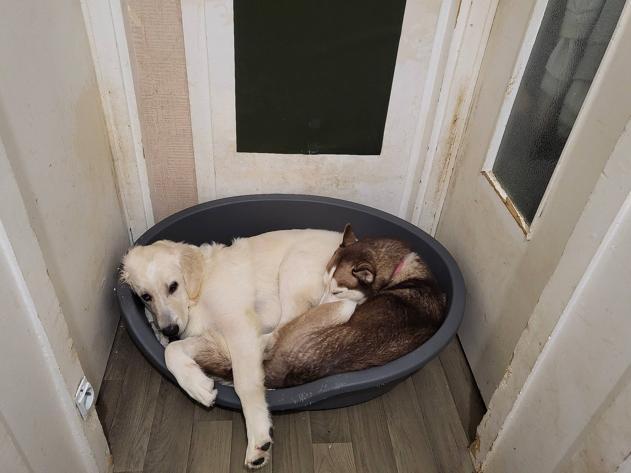 Shanell a rejoint le concours — aidez-le/la à gagner de superbes lots ! canidae, carnivore, comfort, companion_dog, dog, dog_breed, dog_supply, fawn, felidae, flooring, fur, hardwood, paw, pet_supply, room, small_to_medium_sized_cats, snout, sporting_group, tail, whiskers