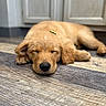 puppy, dog, sleeping, golden_retriever, floor, wooden_floor, indoor, pet, canine, cute, resting, ears, adorable, young, animal, cabinet, home, relaxation, fur, domestic