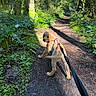 dog, puppy, golden_retriever, leash, forest, trail, trees, greenery, sunlight, shadow, nature, outdoor, path, walking, canine, young_dog, animal, pets, adventure, playful