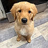 puppy, golden_retriever, dog, pet, indoor, flooring, kitchen, cute, animal, canine, young, fur, looking_up, adorable, domestic, companion, mammal, friendly, small, portrait
