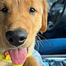 dog, puppy, golden_retriever, tongue, close_up, car, person, hand, seat, driver, collar, happy, pet, animal, interior, window, daylight, smile, cute, young