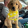 puppy, golden_retriever, dog, yellow_bandana, car_interior, center_console, man, driving, seat, window, seatbelt, casual_clothing, tattoo, dashboard, steering_wheel, close_up, pet, cute, animal, travel