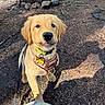 golden_retriever, puppy, dog, outdoor, forest_floor, pine_needles, sunlight, shadow, leash, collar, harness, pet, cute, animal, canine, nature, young_dog, looking_up, paw, ground