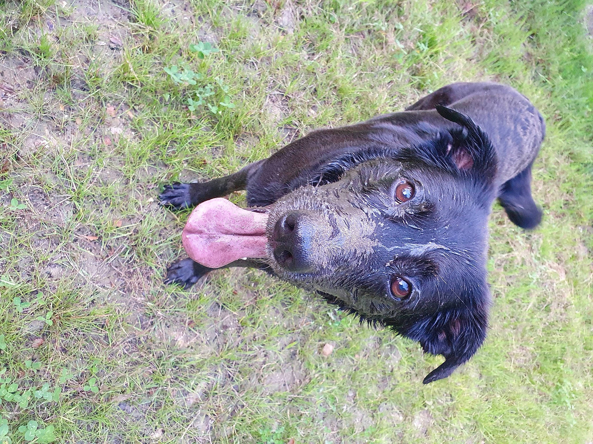 Aska a rejoint le concours — aidez-le/la à gagner de superbes lots ! borador, canidae, carnivore, collar, dog, dog_breed, electric_blue, grass, grassland, guard_dog, hunting_dog, non_sporting_group, plant, snout, sporting_group, terrestrial_animal, working_animal, working_dog