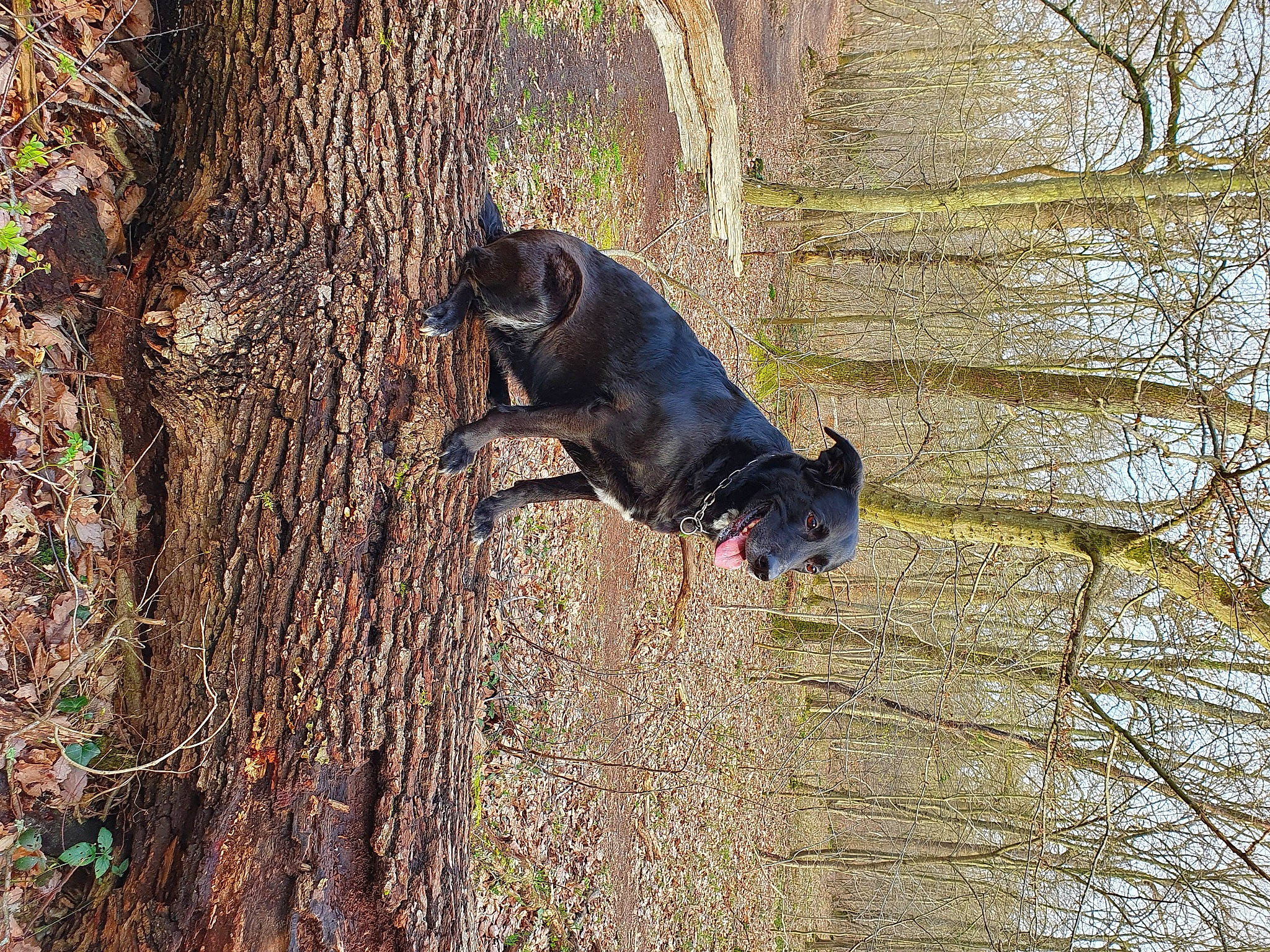 Aska a rejoint le concours — aidez-le/la à gagner de superbes lots ! biome, branch, carnivore, dog, dog_breed, fawn, forest, grass, organism, people_in_nature, plant, sporting_group, tail, tree, trunk, twig, wildlife, wood, woodland, woody_plant