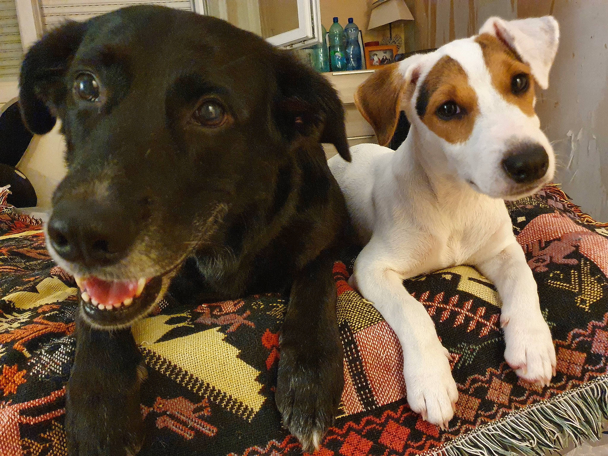 Aska participe au concours pour gagner de l'argent avec cette photo : canidae, carnivore, collar, companion_dog, dog, dog_breed, dog_collar, dog_supply, fawn, fur, hunting_dog, irishjacks, liver, pattern, pet_supply, snout, sporting_group, terrier, whiskers, working_animal