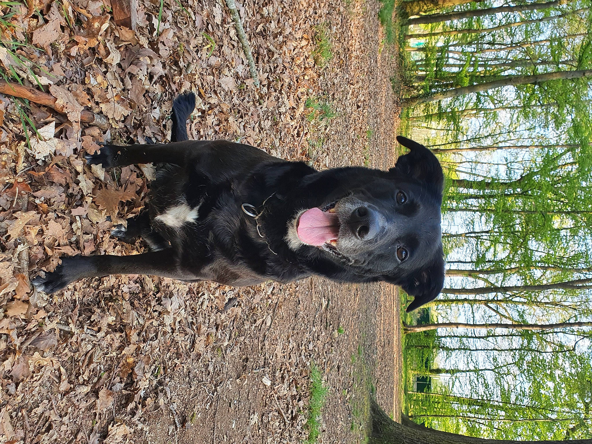 Aska a rejoint le concours — aidez-le/la à gagner de superbes lots ! adventure, canidae, carnivore, collar, companion_dog, dog, dog_breed, dog_collar, fawn, grass, guard_dog, plant, soil, sporting_group, tail, terrestrial_animal, tree, trunk, window, working_animal