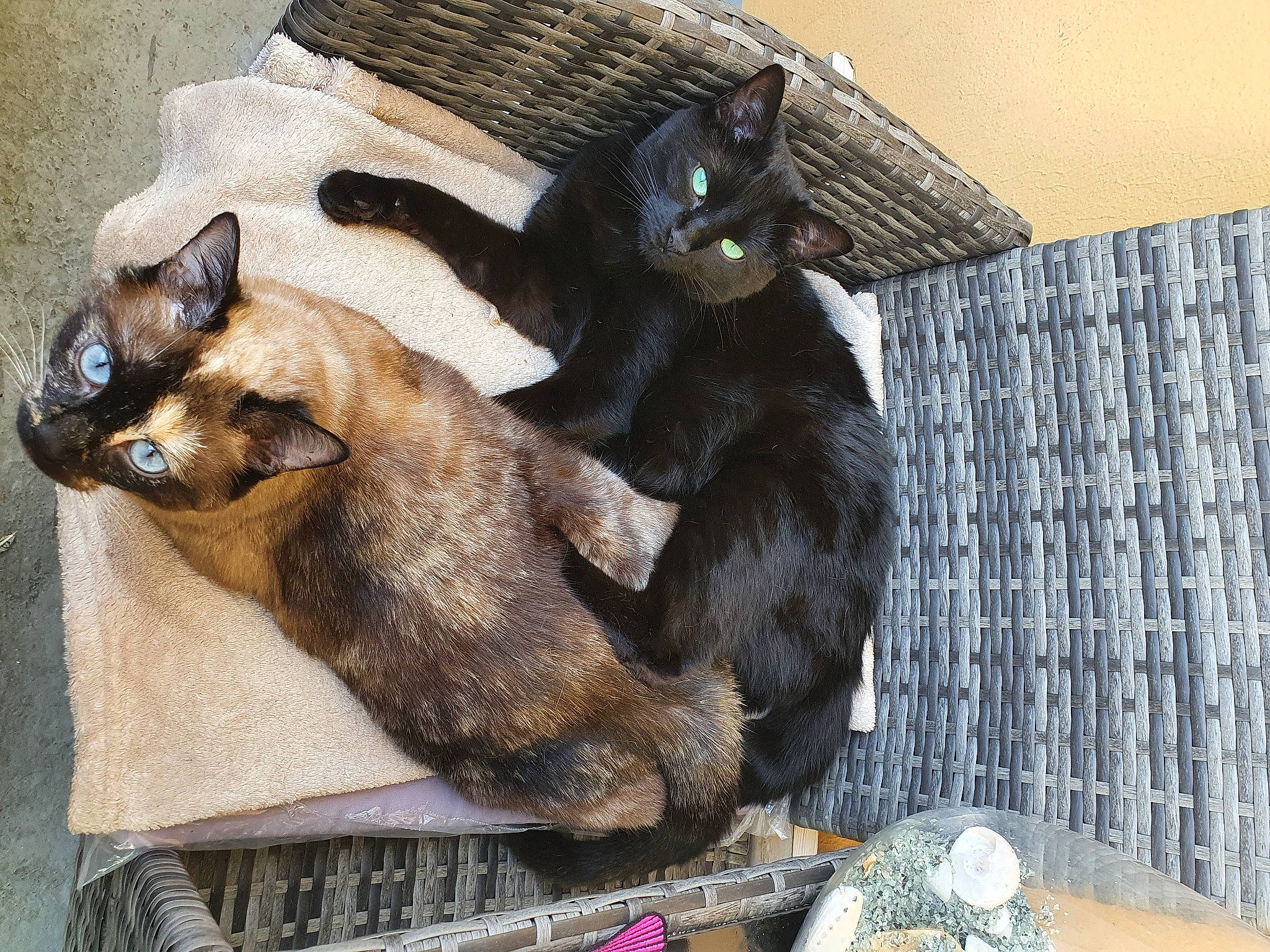 Simba participe au concours pour gagner de l'argent avec cette photo : black_cat, bombay, canidae, carnivore, cat, claw, comfort, dog_breed, domestic_short_haired_cat, fawn, felidae, fur, havana_brown, nap, siamese, small_to_medium_sized_cats, snout, tail, thai, whiskers