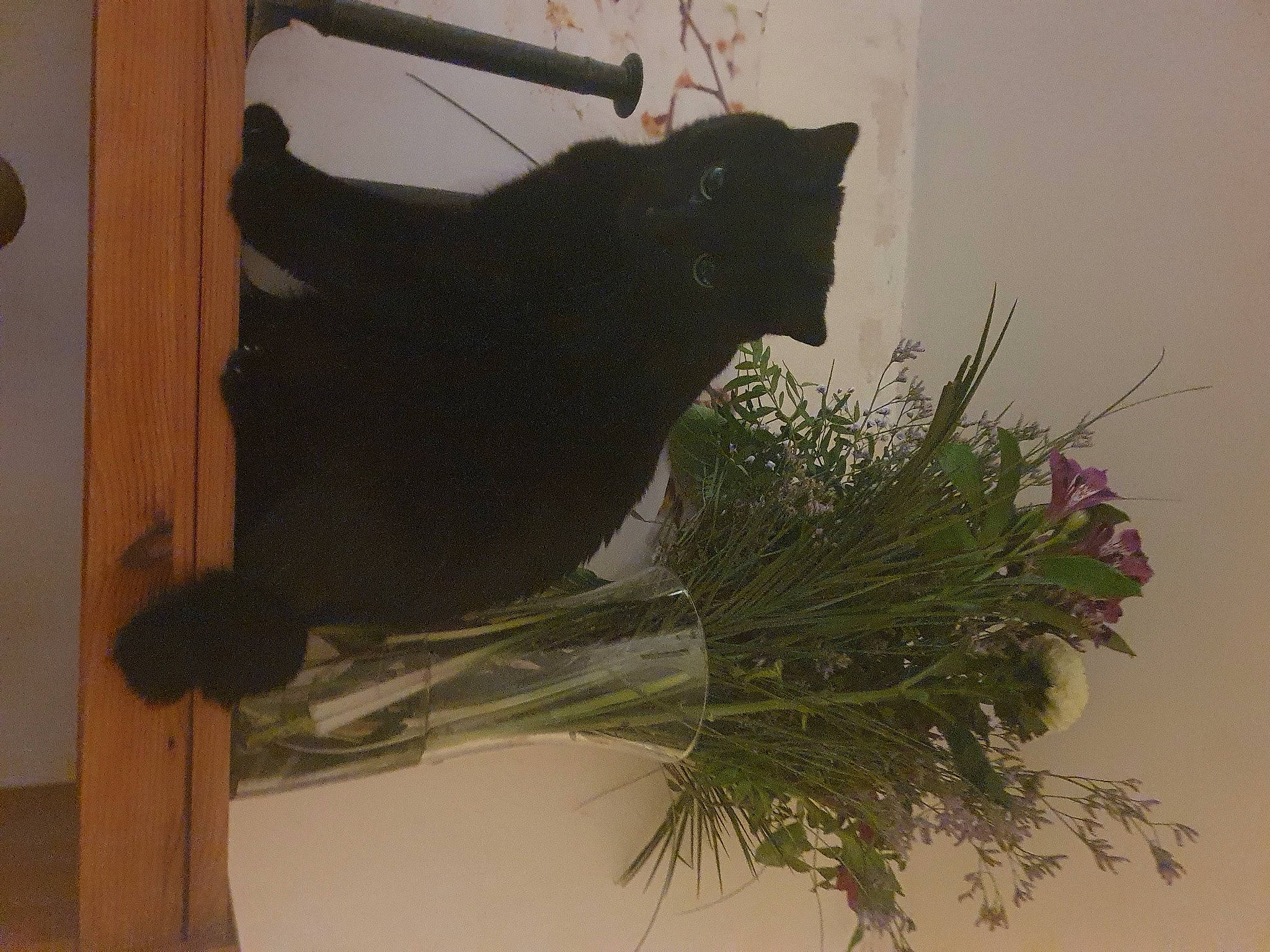 Simba participe au concours pour gagner de l'argent avec cette photo : artificial_flower, black_cat, bombay, cat, creative_arts, felidae, floral_design, flower, flower_arranging, flowerpot, grass, herb, houseplant, natural_material, plant, small_to_medium_sized_cats, tail, twig, window, wood