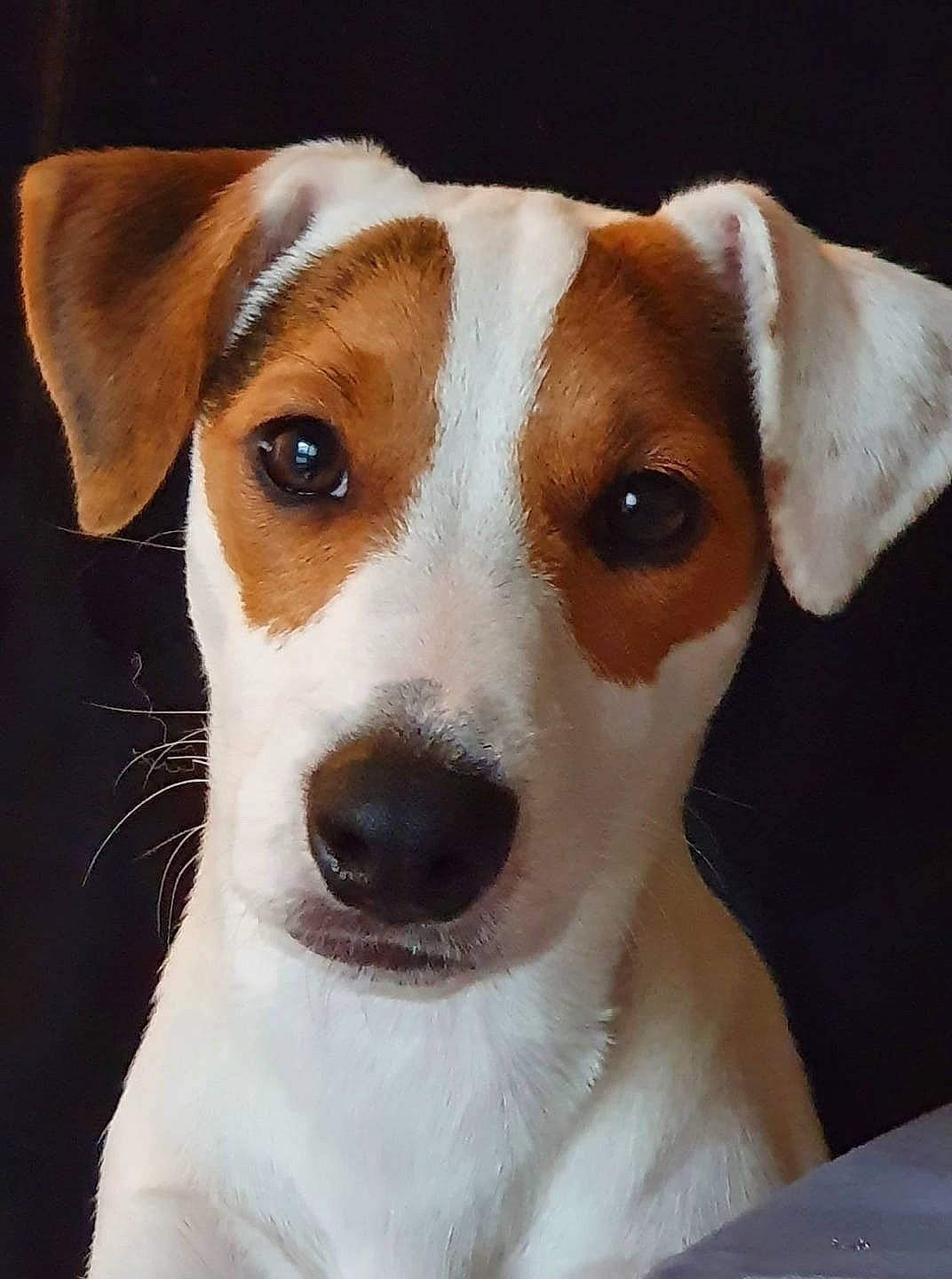 Rafal a rejoint le concours — aidez-le/la à gagner de superbes lots ! ancient_dog_breeds, canidae, carnivore, collar, companion_dog, dishware, dog, dog_breed, dog_collar, fawn, fur, hunting_dog, irishjacks, leash, serveware, snout, sporting_group, whiskers, working_animal