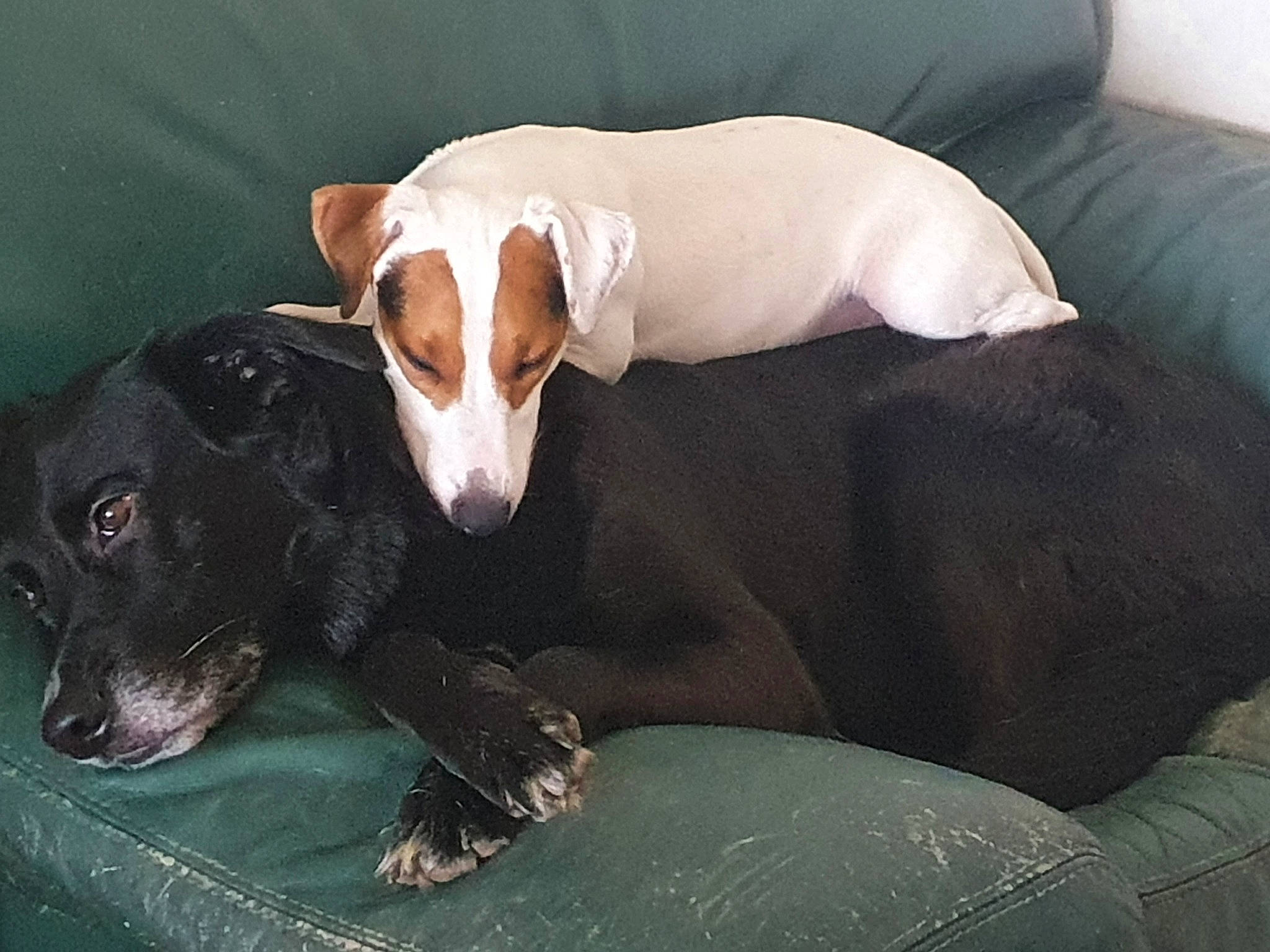 Rafal participe au concours pour gagner de l'argent avec cette photo : canidae, carnivore, comfort, companion_dog, dog, dog_breed, dog_supply, fawn, hunting_dog, non_sporting_group, paw, puppy, snout, sporting_group, tail, terrestrial_animal, whiskers, working_animal