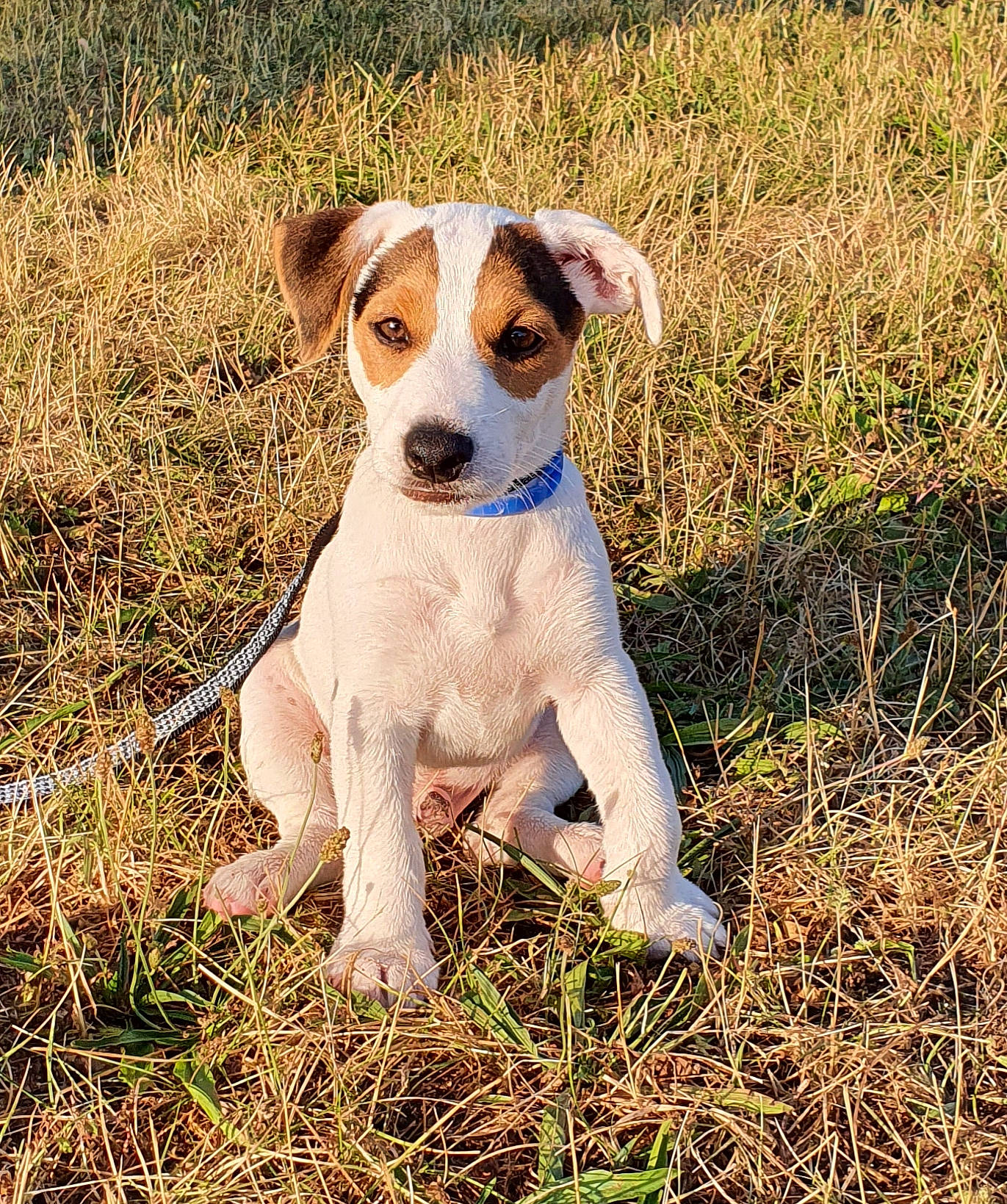 Rafal participe au concours pour gagner de l'argent avec cette photo : canidae, carnivore, companion_dog, danish_swedish_farmdog, dog, dog_breed, fawn, feist, grass, irishjacks, jack_russell_terrier, mammal, plant, puppy, rare_breed_dog, russell_terrier, sporting_group, terrier, treeing_feist, vertebrate