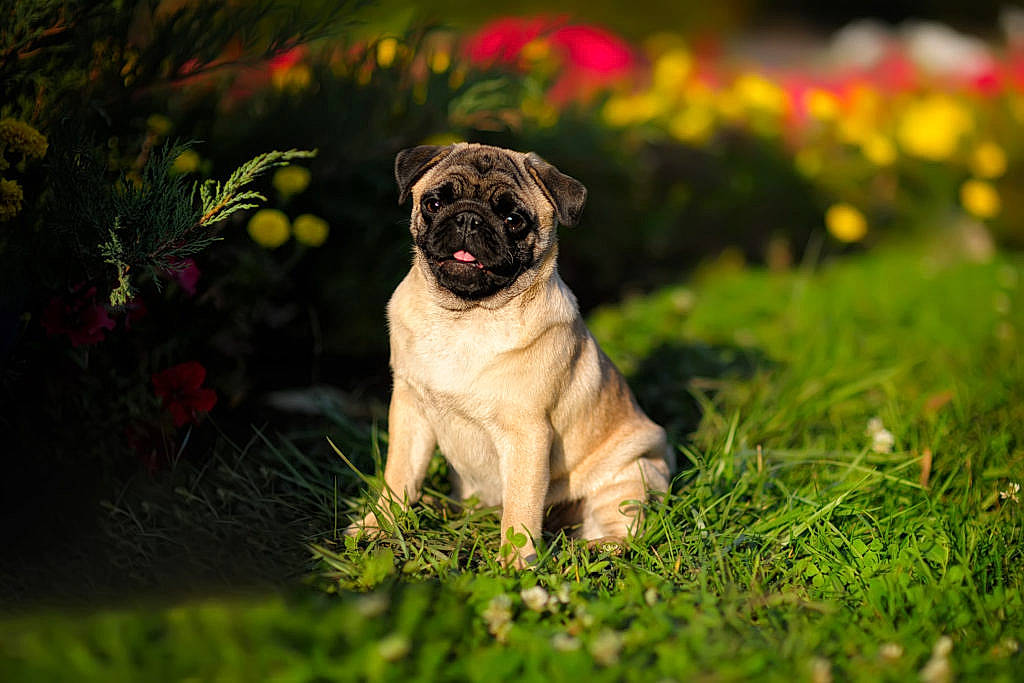 Albert participe au concours pour gagner de l'argent avec cette photo : carnivore, companion_dog, dog, dog_breed, fawn, garden, grass, herbaceous_plant, mammal, meadow, non_sporting_group, prairie, pug, puppy, snout, sporting_group, toy_dog, working_animal, wrinkle