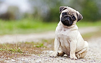 Albert a rejoint le concours — aidez-le/la à gagner de superbes lots ! canidae, carnivore, companion_dog, dog, dog_breed, fawn, mammal, non_sporting_group, organ, pug, puppy, skin, snout, sporting_group, toy_dog, vertebrate, working_animal, wrinkle