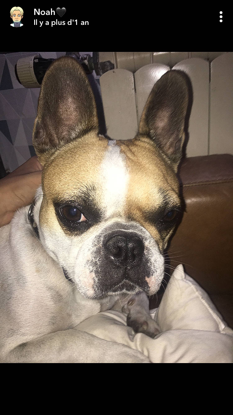 Meline a rejoint le concours — aidez-le/la à gagner de superbes lots ! boston_terrier, canidae, carnivore, companion_dog, dog, dog_breed, fawn, french_bulldog, mammal, non_sporting_group, skin, snout, toy_dog, vertebrate, whiskers, working_animal