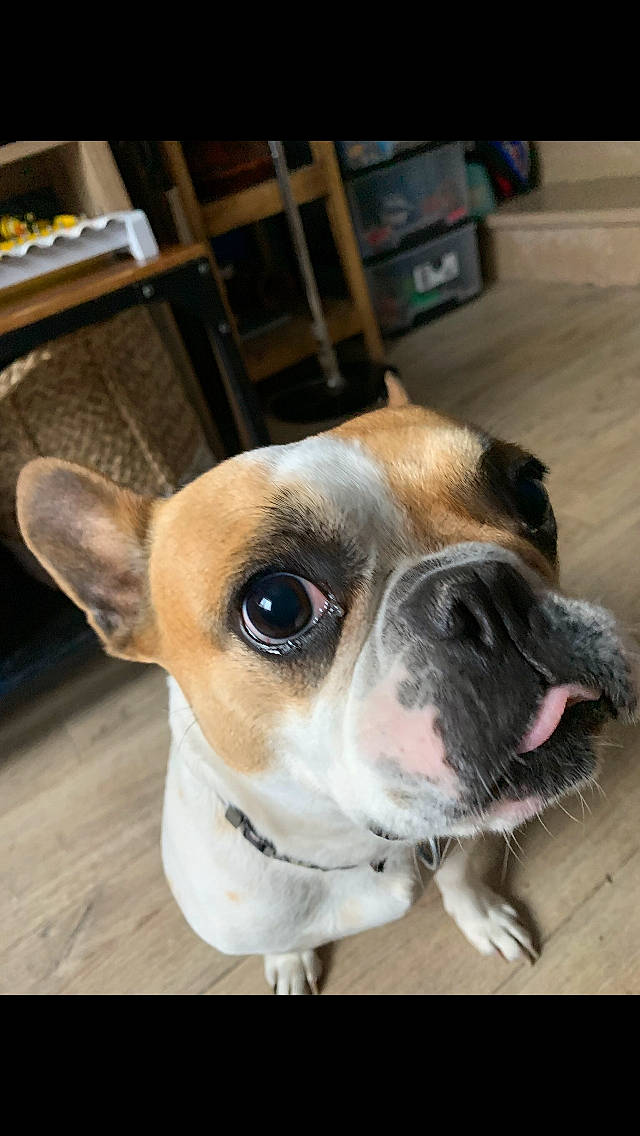 Meline a rejoint le concours — aidez-le/la à gagner de superbes lots ! bulldog, canidae, carnivore, collar, companion_dog, dog, dog_breed, dog_collar, fawn, floor, mammal, old_english_bulldog, pet_supply, shelf, snout, sporting_group, whiskers, working_animal, working_dog