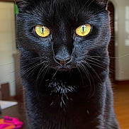 Ebby joined the competition — help win amazing prizes! animal, black_cat, blurred_background, cat, close_up, curious, cute, domestic_cat, feline, fur, household, indoor, looking, mammal, pet, portrait, sitting, table, whiskers, yellow_eyes