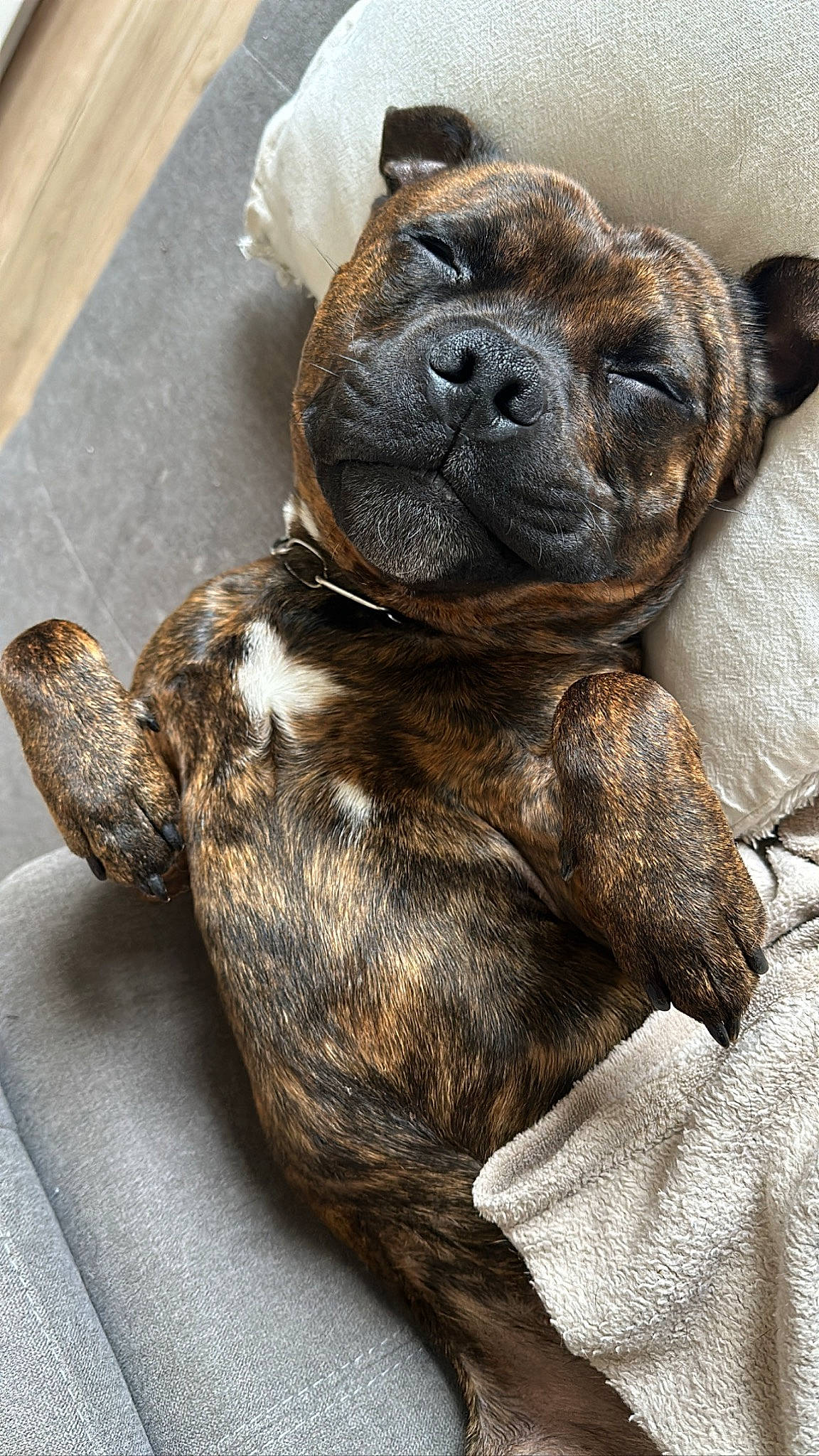 Shoko participe au concours pour gagner de l'argent avec cette photo : canidae, carnivore, collar, companion_dog, dog, dog_breed, dog_collar, ear, fawn, fur, guard_dog, liver, molosser, snout, sporting_group, tail, terrestrial_animal, whiskers, working_animal, working_dog