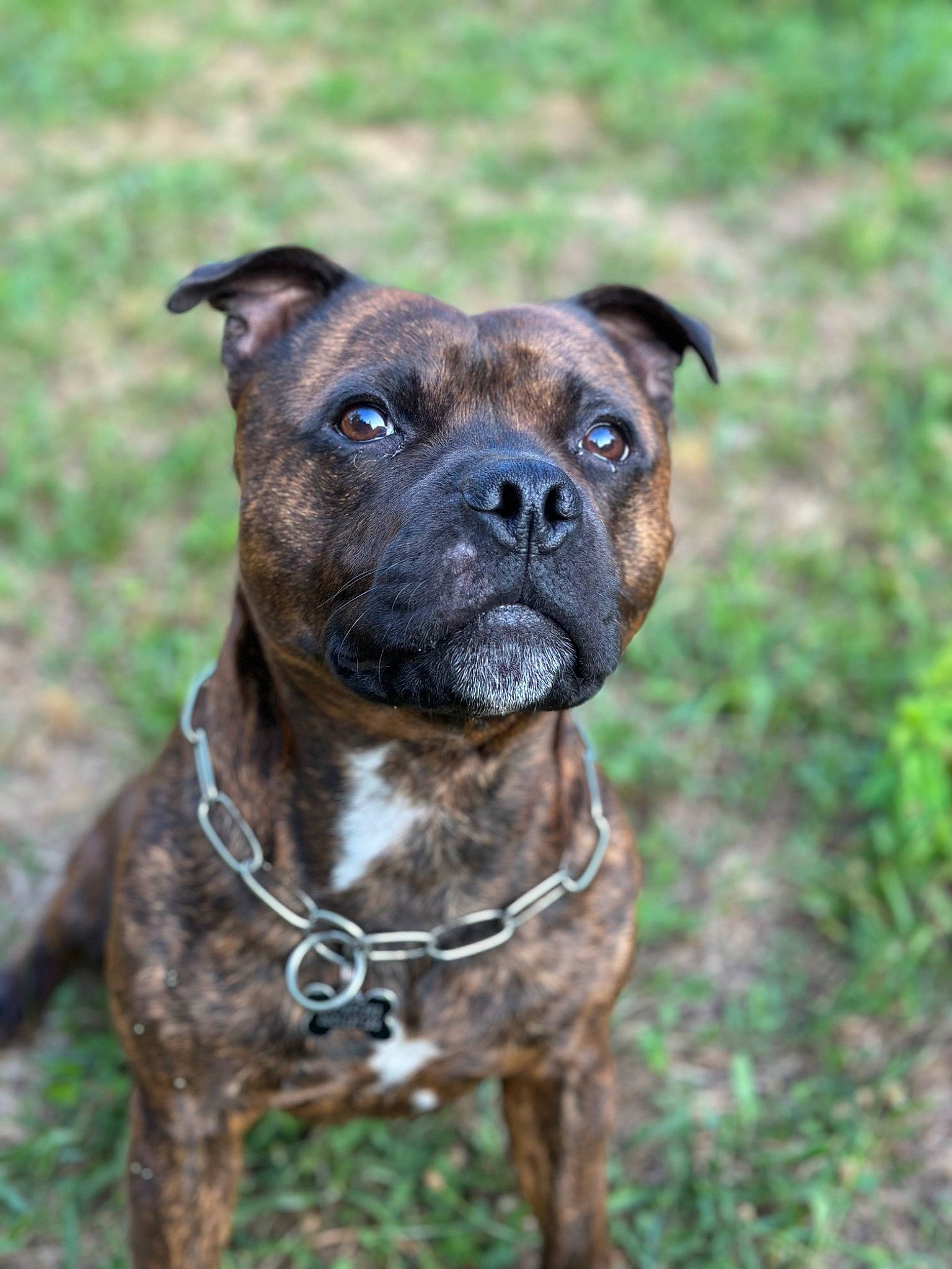 Shoko participe au concours pour gagner de l'argent avec cette photo : ancient_dog_breeds, canidae, carnivore, collar, companion_dog, dog, dog_breed, dog_collar, fawn, grass, guard_dog, molosser, non_sporting_group, pet_supply, plant, sporting_group, terrestrial_animal, whiskers, working_animal, working_dog