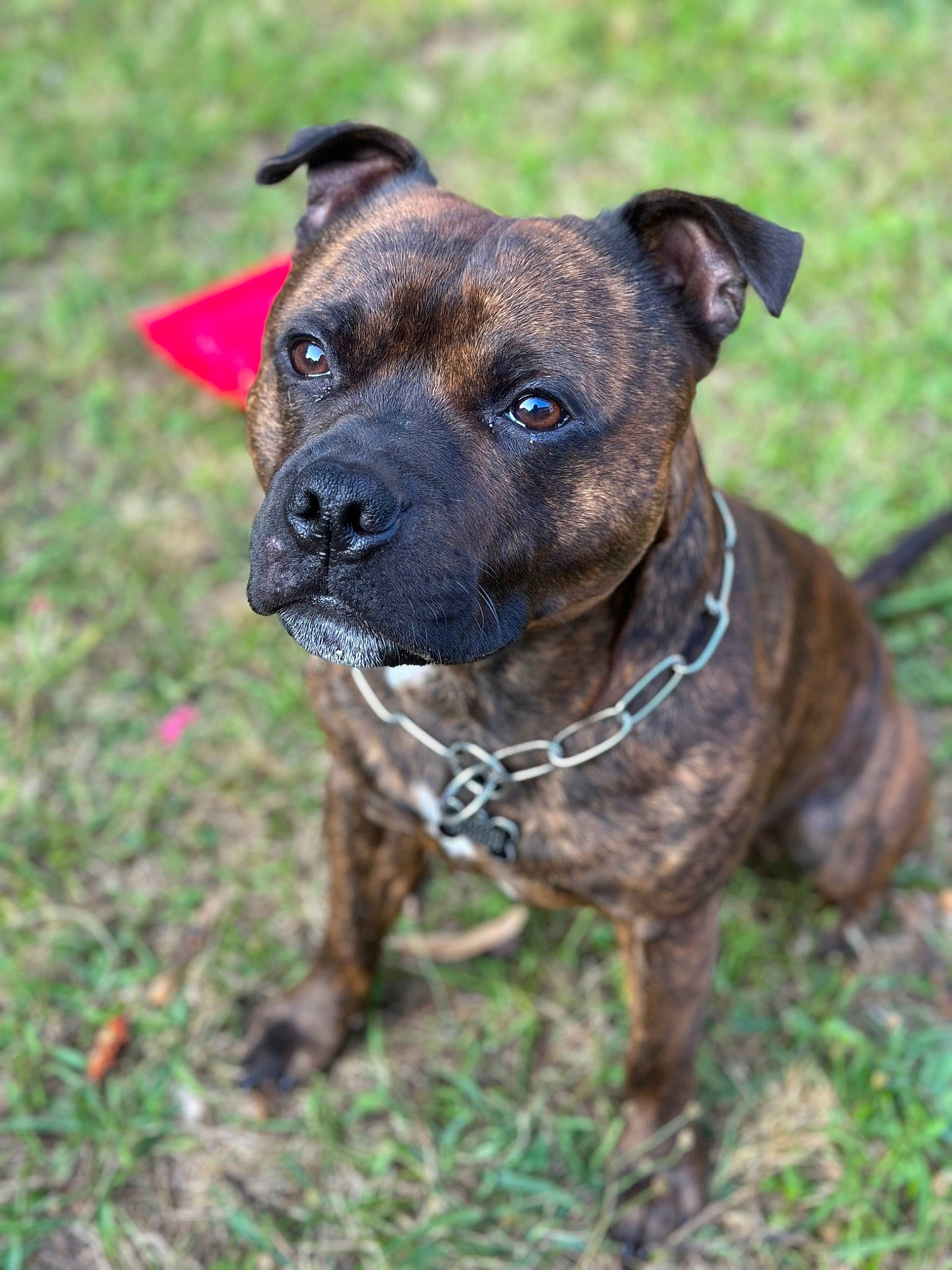 Shoko participe au concours pour gagner de l'argent avec cette photo : canidae, carnivore, collar, companion_dog, dog, dog_breed, dog_collar, fawn, grass, guard_dog, leash, liver, pet_supply, plant, snout, sporting_group, terrestrial_animal, whiskers, working_animal, working_dog