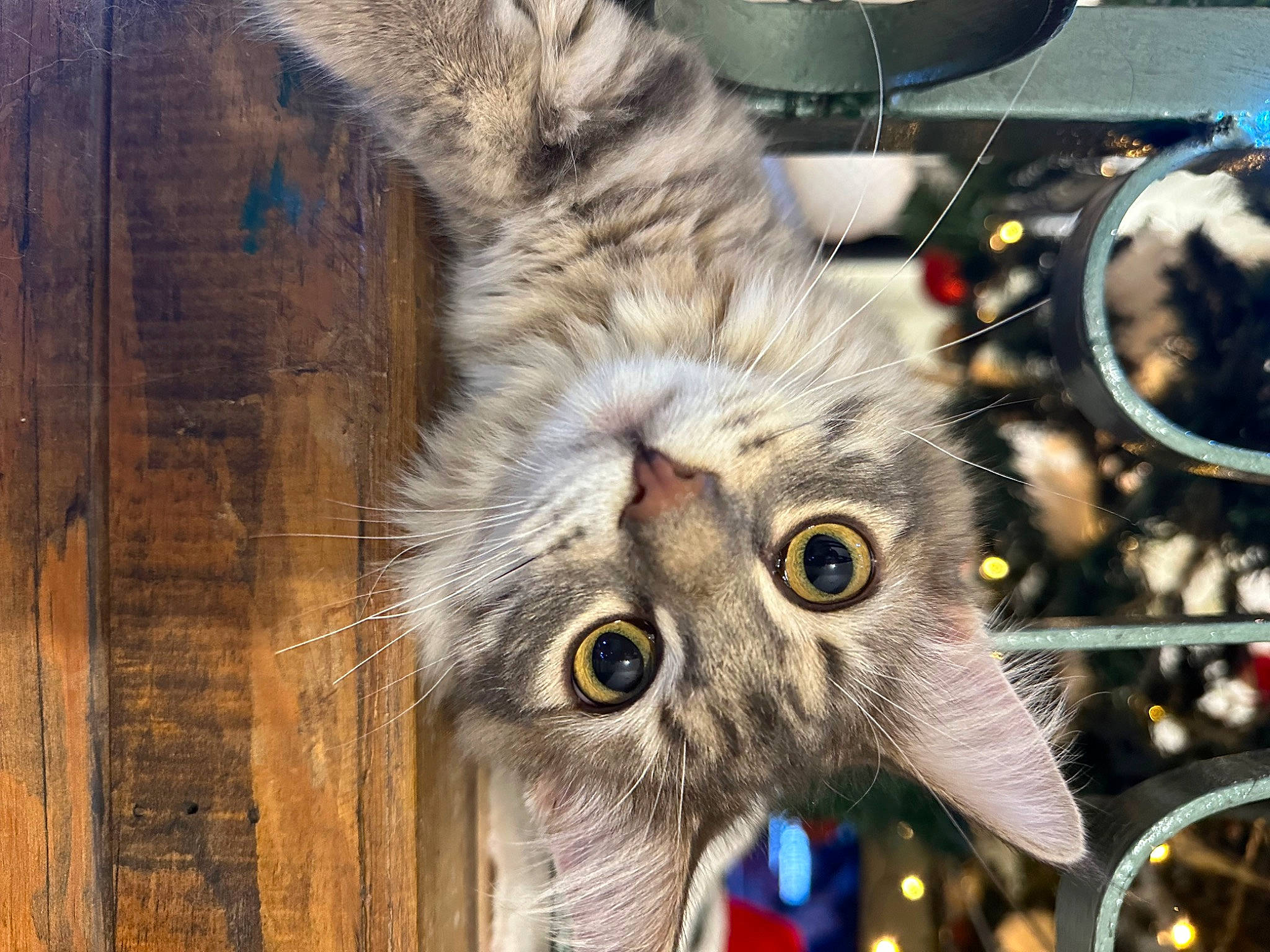 Rocket participe au concours pour gagner de l'argent avec cette photo : carnivore, cat, claw, domestic_short_haired_cat, eye, felidae, fur, hardwood, iris, kitchen_appliance, paw, plank, plant, small_to_medium_sized_cats, snout, terrestrial_animal, tree, whiskers, wildlife, wood