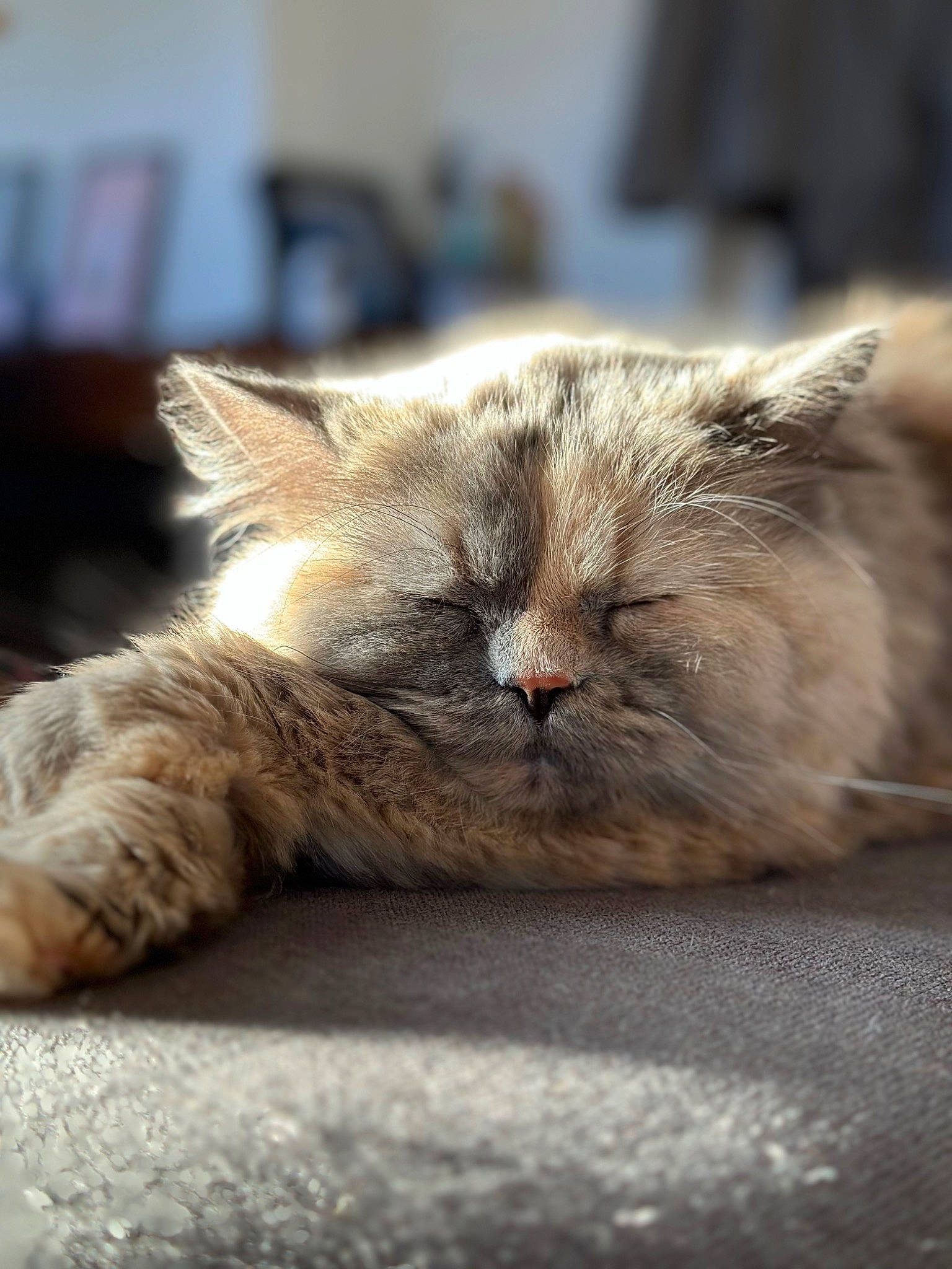 Lova a rejoint le concours — aidez-le/la à gagner de superbes lots ! carnivore, cat, claw, comfort, domestic_short_haired_cat, fawn, felidae, fur, grey, nap, paw, sleep, small_to_medium_sized_cats, snout, terrestrial_animal, whiskers, wildlife, window, wood