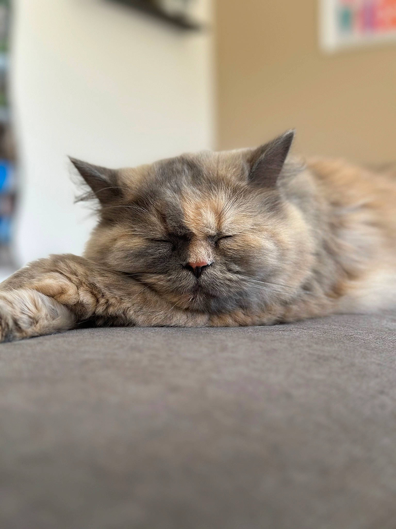 Lova a rejoint le concours — aidez-le/la à gagner de superbes lots ! carnivore, cat, claw, close_up, comfort, domestic_short_haired_cat, fawn, felidae, fur, grey, paw, plant, sitting, small_to_medium_sized_cats, snout, terrestrial_animal, whiskers, wood