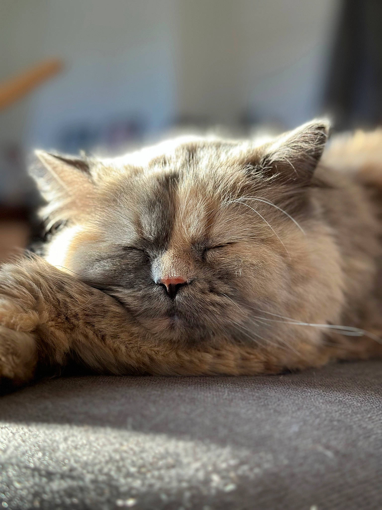 Lova participe au concours pour gagner de l'argent avec cette photo : carnivore, cat, claw, comfort, domestic_short_haired_cat, fawn, felidae, fur, grey, nap, paw, sitting, sleep, small_to_medium_sized_cats, snout, terrestrial_animal, whiskers, wildlife, wood