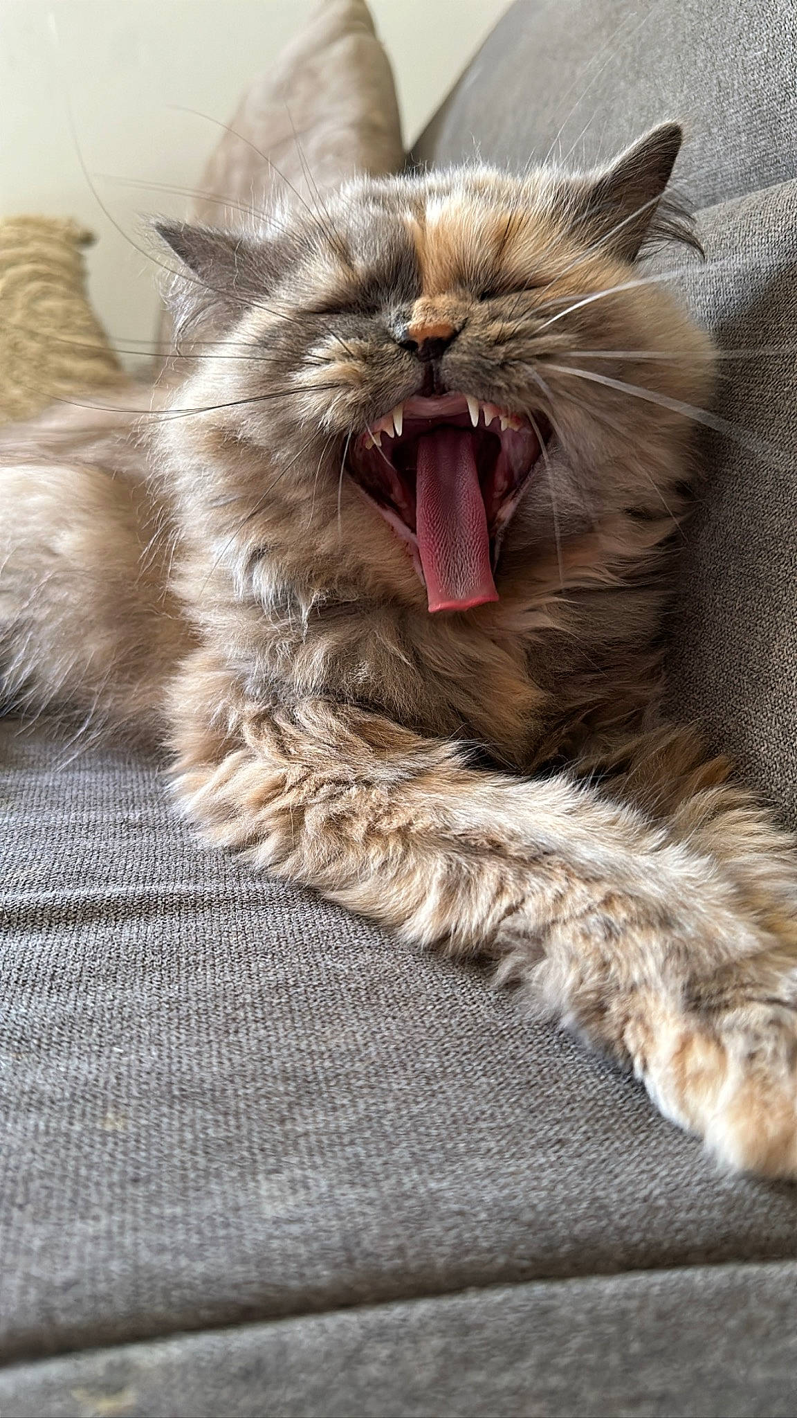 Lova a rejoint le concours — aidez-le/la à gagner de superbes lots ! carnivore, cat, claw, fang, felidae, fur, paw, persian, roar, small_to_medium_sized_cats, snout, terrestrial_animal, whiskers, yawn